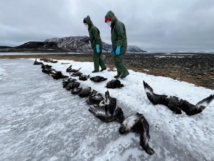 05-04-24_KAPPA_FLU_team_selecting_skua_carcasses_for_post_mortem_examination.jpg - International team of scientists determine further spread of HPAI in the Antarctic Peninsula region